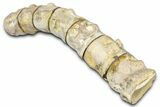 String of Fossil Mosasaur (Platecarpus) Vertebrae - Kansas #382047-3